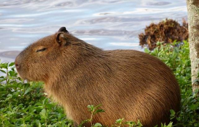 Are Capybaras Endangered Species