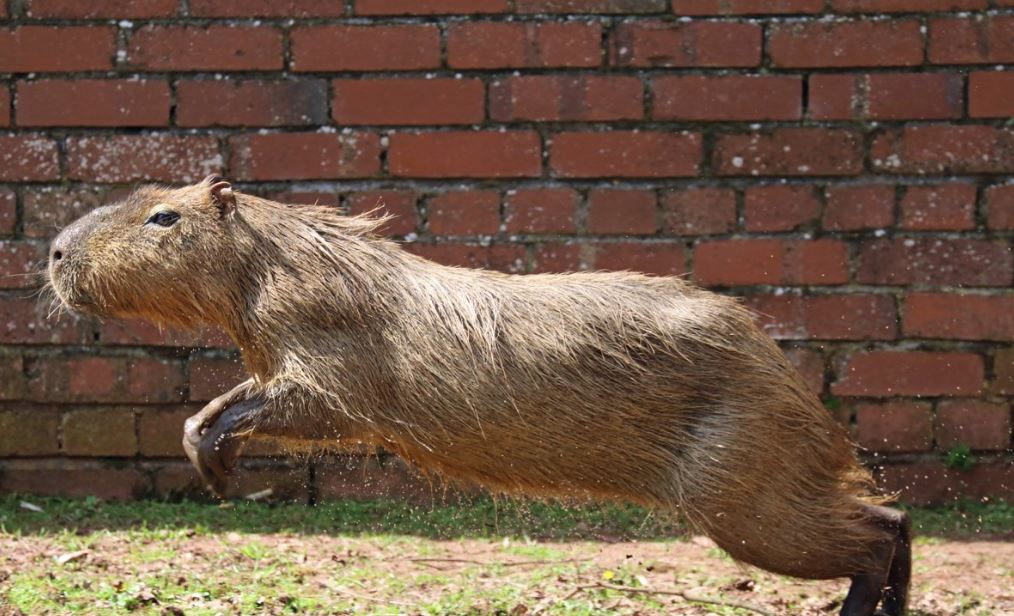 Are Capybaras Good Runners
