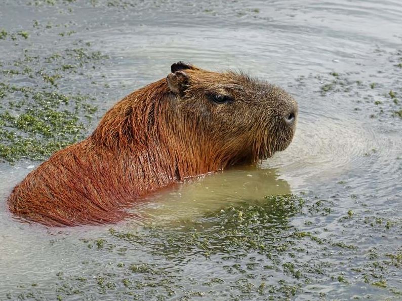 Are there capybaras in the US