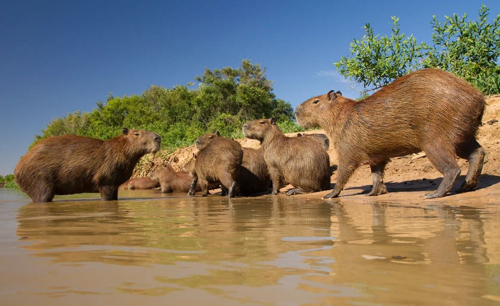 Do capybaras live in Africa