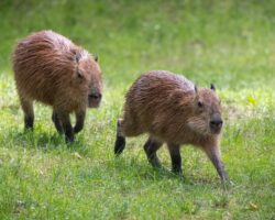 How Fast Can a Capybara Run