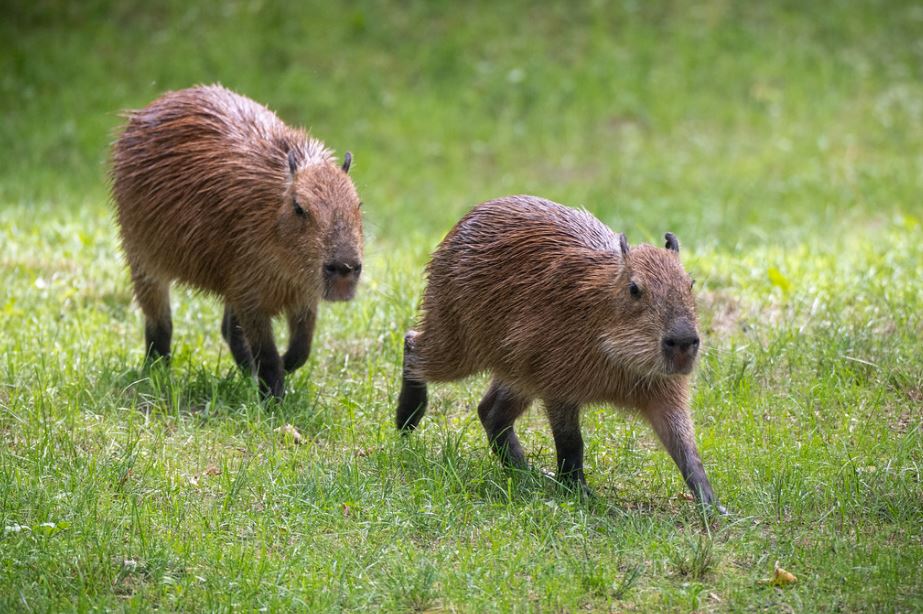 How Fast Can a Capybara Run