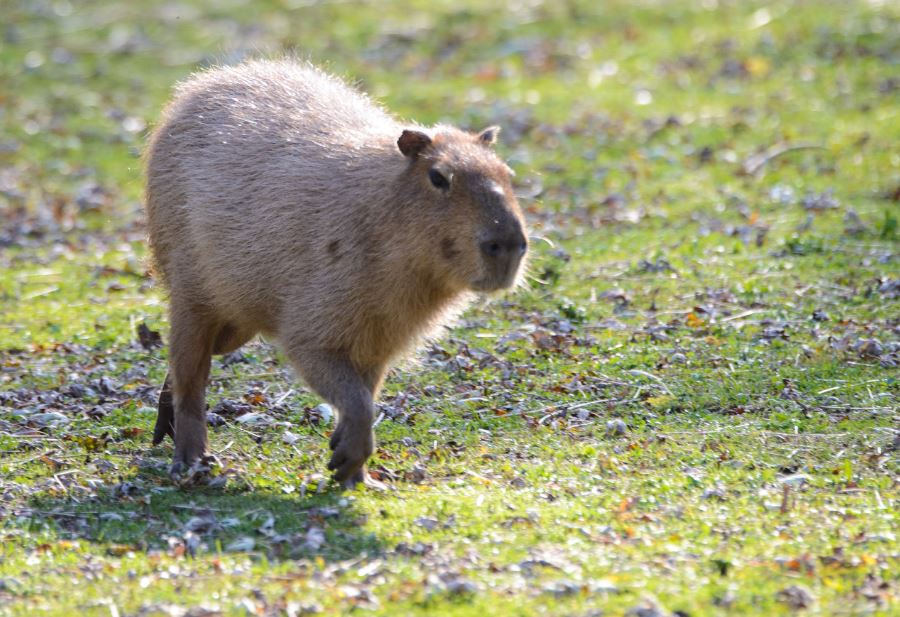 How Fast is a Capybara