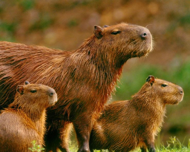 Where Do Capybaras Live