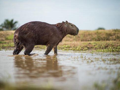 Where do capybaras live in the world