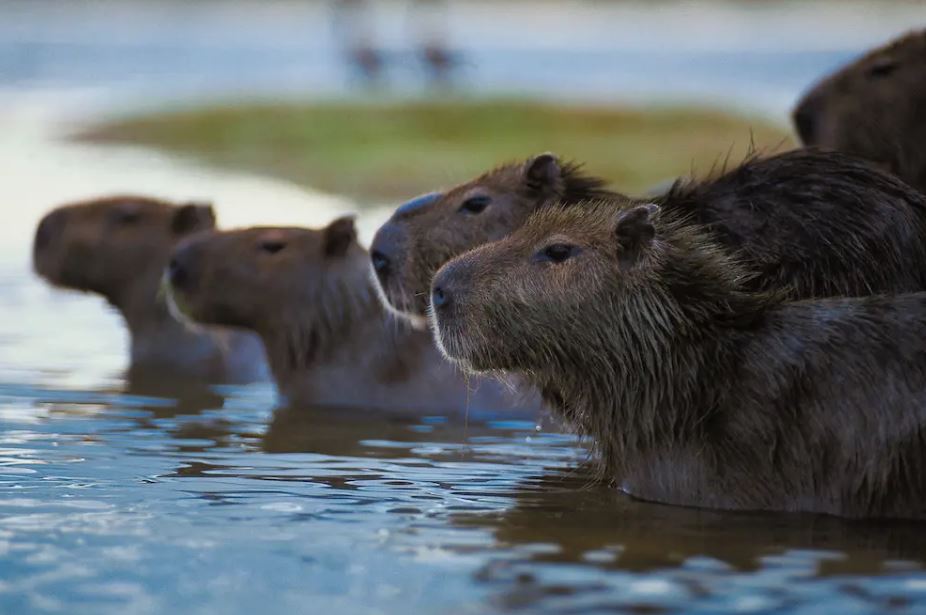 are capybaras endangered in the world