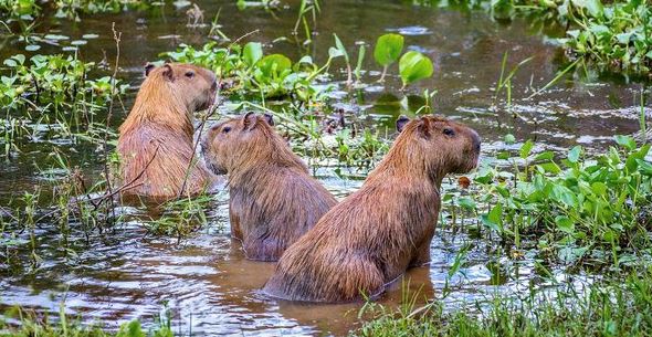 do capybaras live in the rainforest