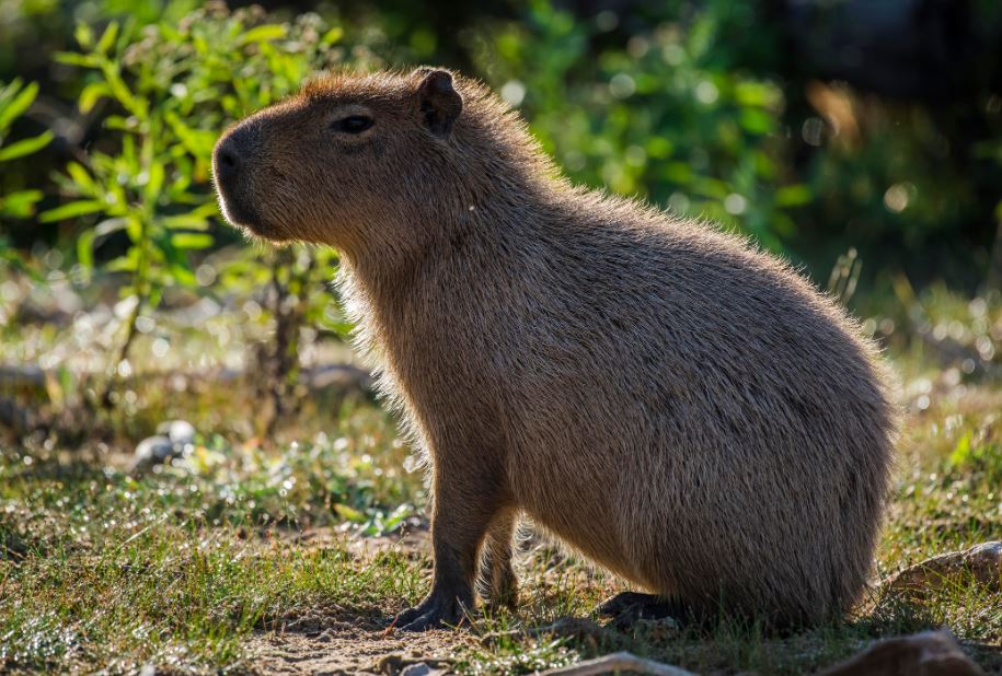 what is a capybara