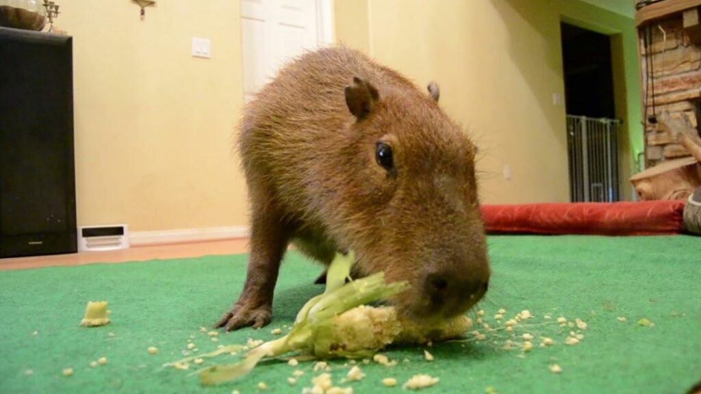 What do capybaras usually eat