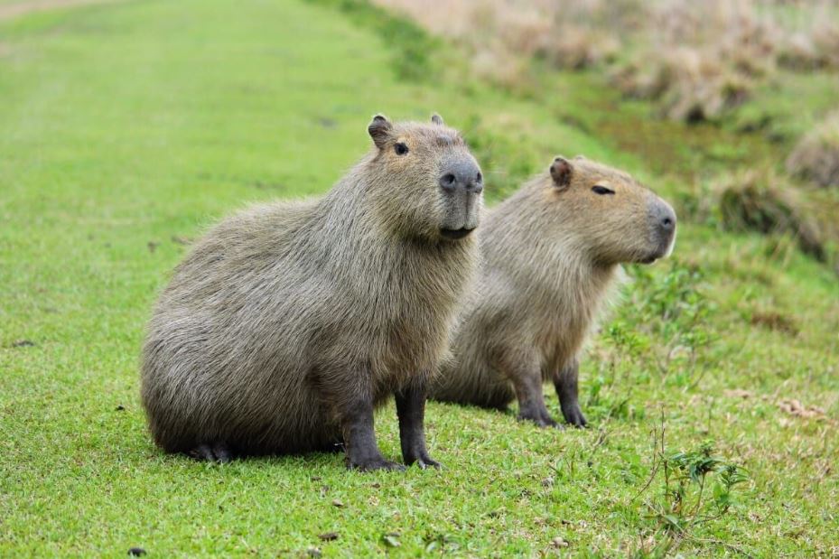 Where Are Capybaras From