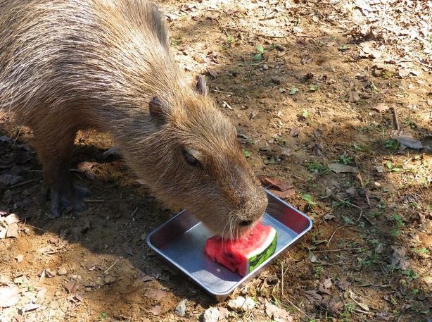 what can capybaras eat