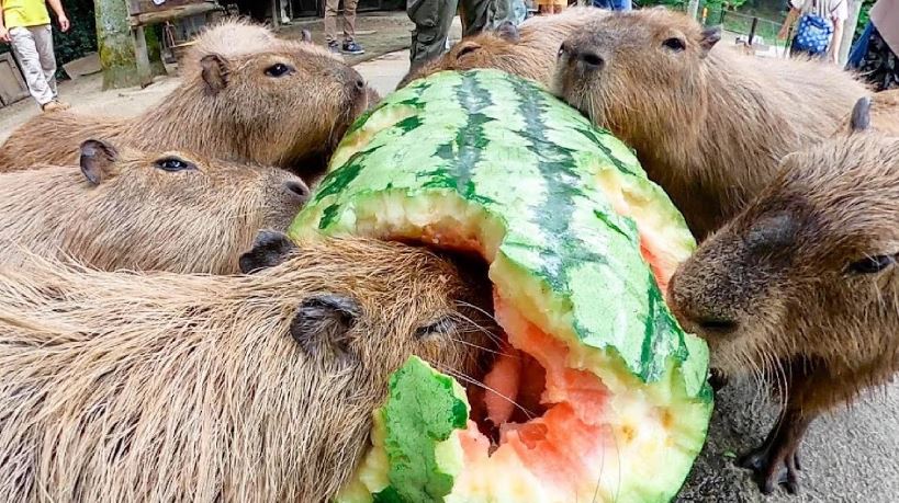 what is capybaras favorite food
