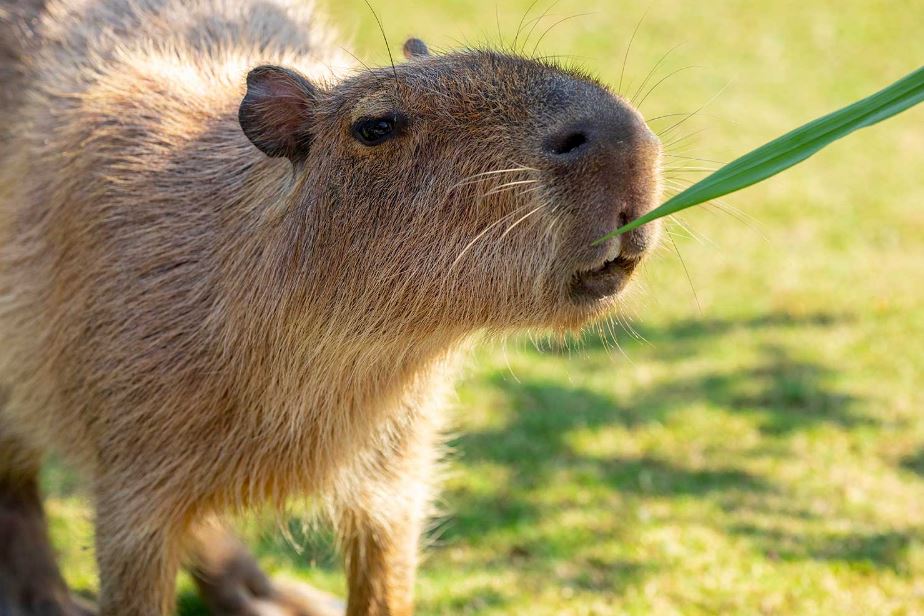 Are Capybaras Legal In Georgia