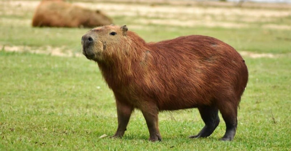 Are Capybaras Legal In Washington
