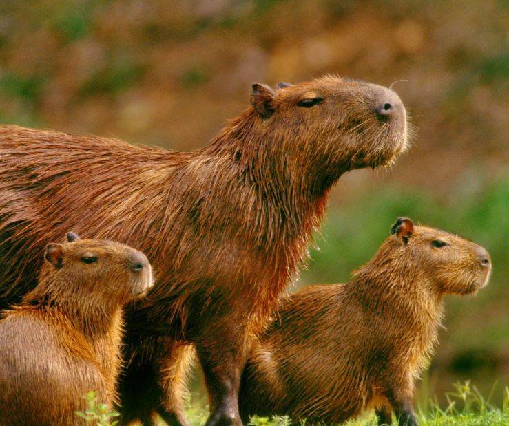 Are Capybaras Rodents