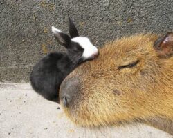 Are Guinea Pigs and Capybaras Related