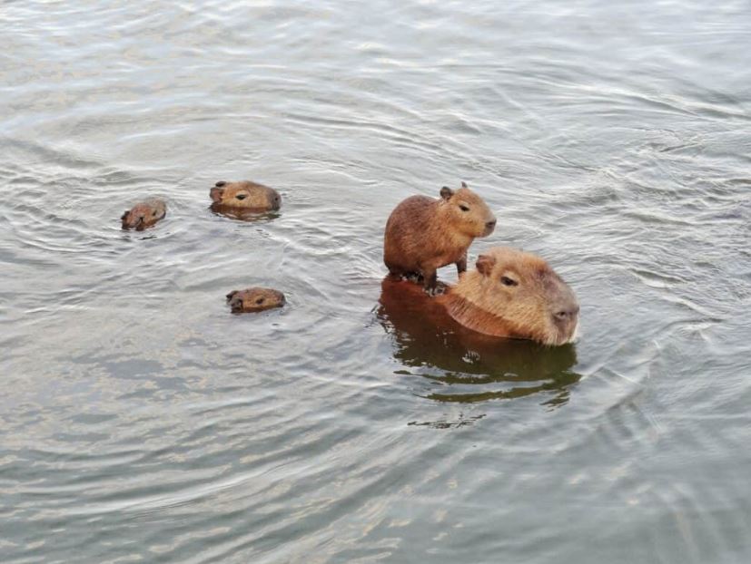 Can Capybaras Swim
