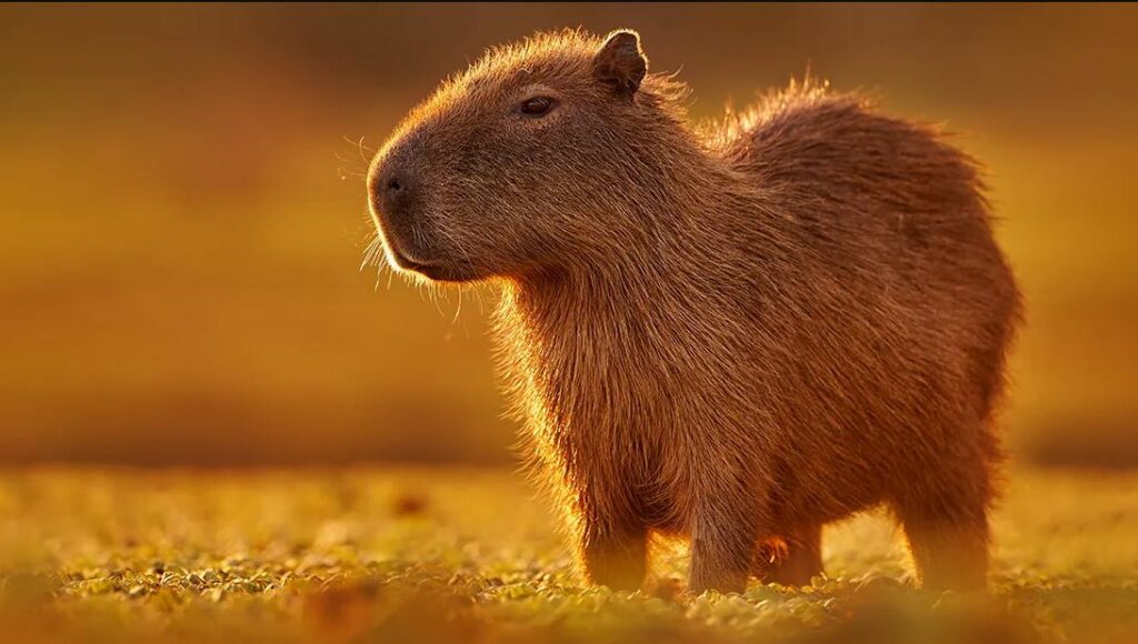 Can You Own a Capybara In Georgia
