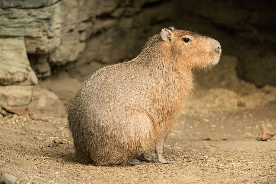 Can You Own a Capybara In Massachusetts