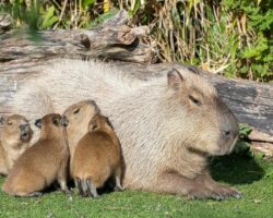Can You Own a Capybara In Wisconsin