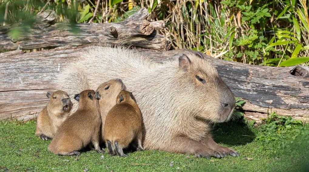 Can You Own a Capybara In Wisconsin