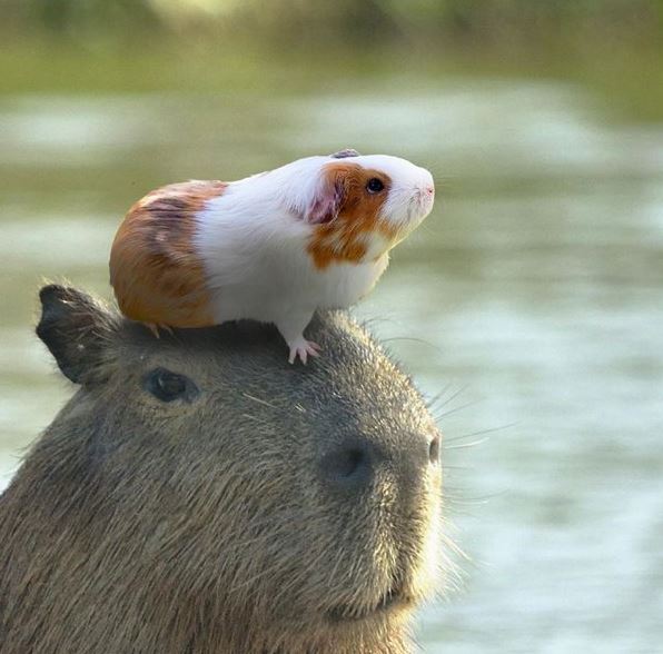 Capybara and Guinea Pig