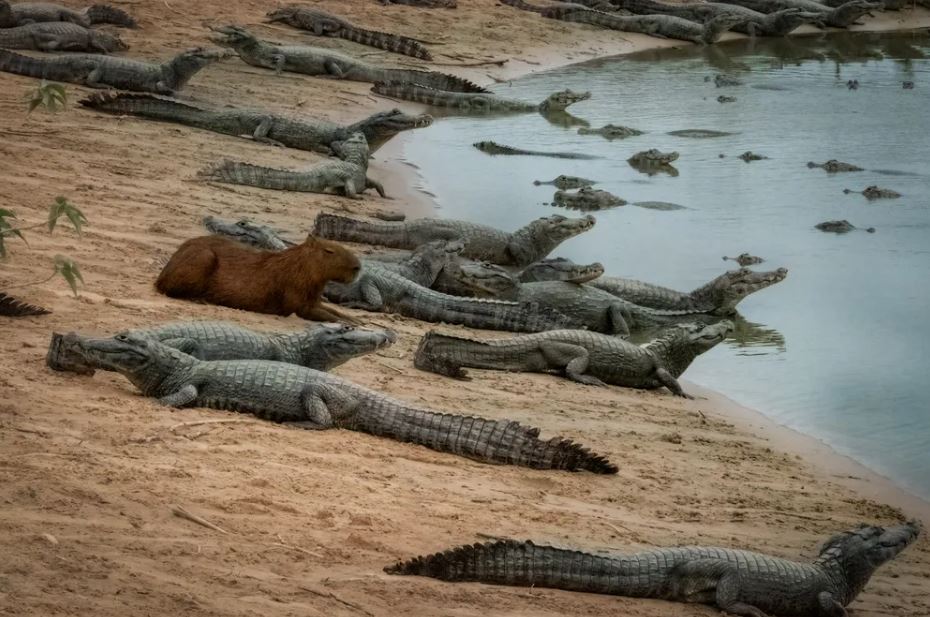 Do Alligators Eat Capybara