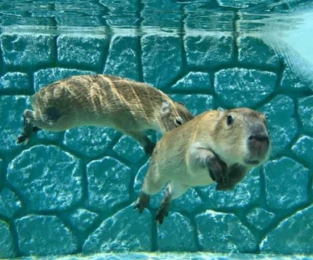 Do Capybaras Sleep Underwater