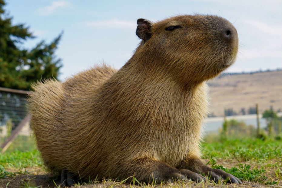 Is It Legal To Own a Capybara In Tennessee