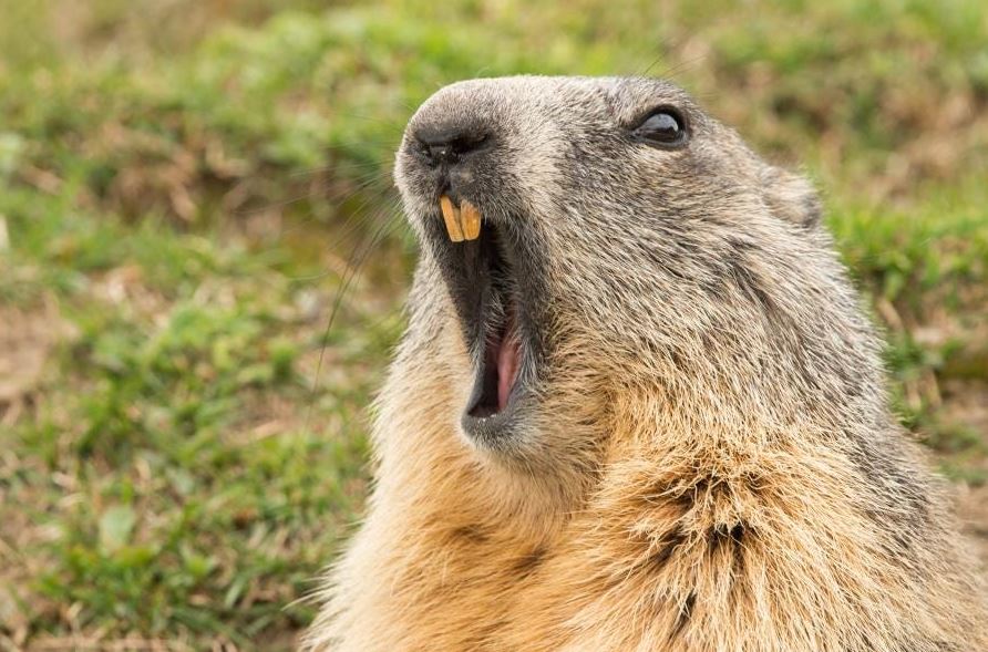 Is a Groundhog a Rodent