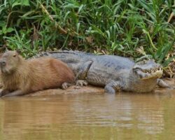 Why Don’t Crocodiles Eat Capybaras