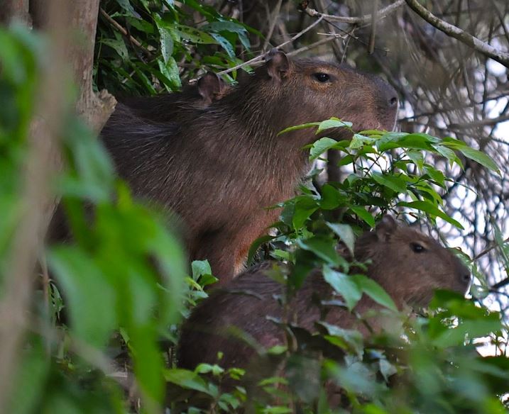 are capybaras considered rodents
