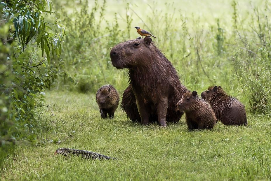 are capybaras legal to own in washington state