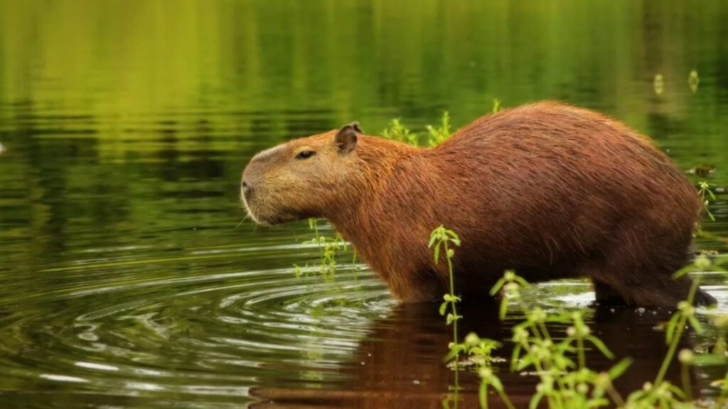 can capybara be eaten during lent