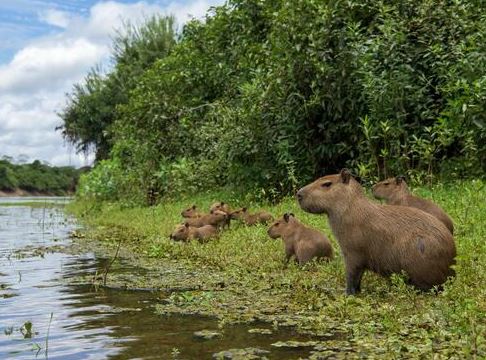 can capybaras swim