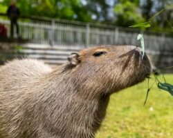 can you keep a capybara in Tennessee without a permit