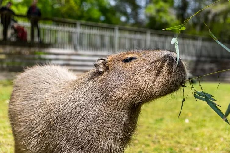 can you keep a capybara in Tennessee without a permit