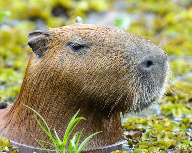 can you keep a pet capybara in Georgia