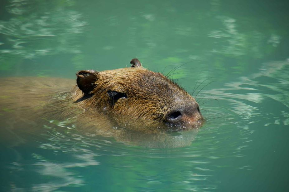 do capybaras enjoy hot baths