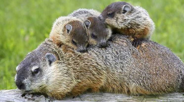 how do groundhogs reproduce
