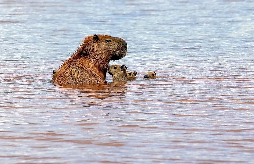 how fast can capybaras swim