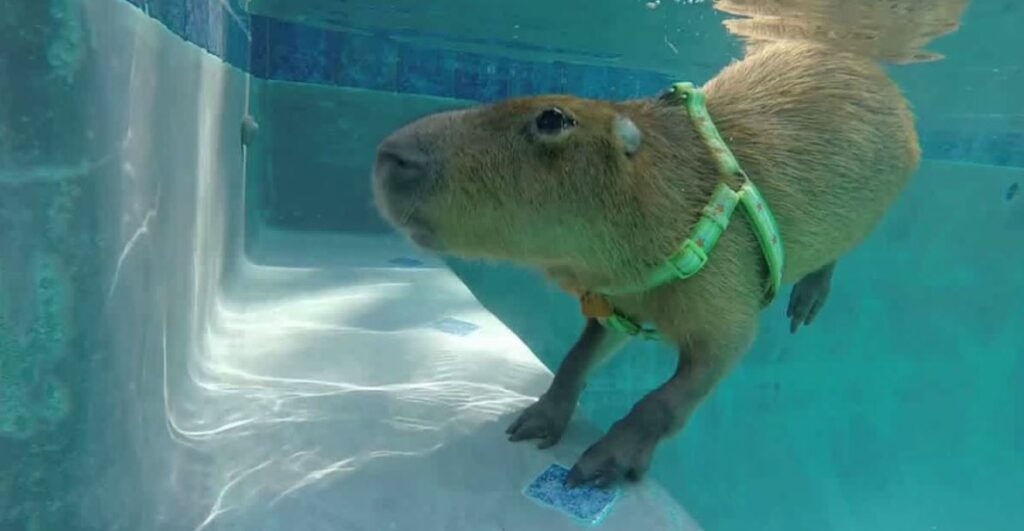 how long can the capybara stay underwater