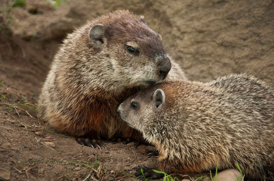 is a groundhog in the rodent family