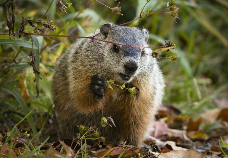 is a woodchuck considered a rodent