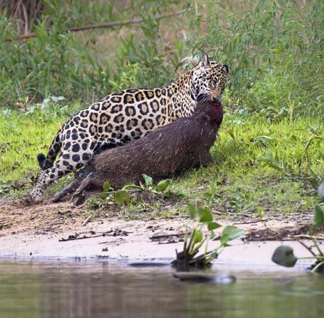 jaguar eating a capybara
