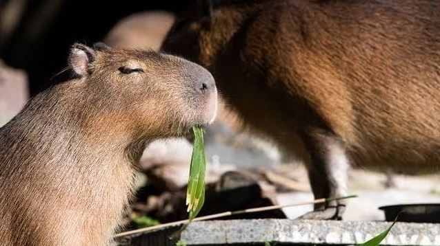 what do pet capybaras eat