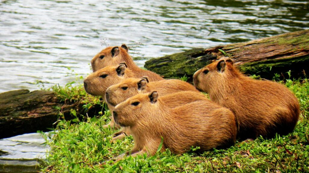 where can you find capybaras