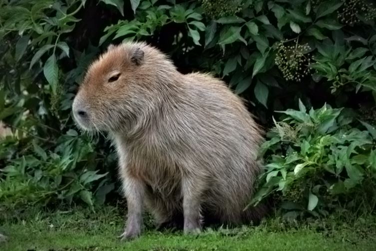 Are Capybaras Legal In Michigan