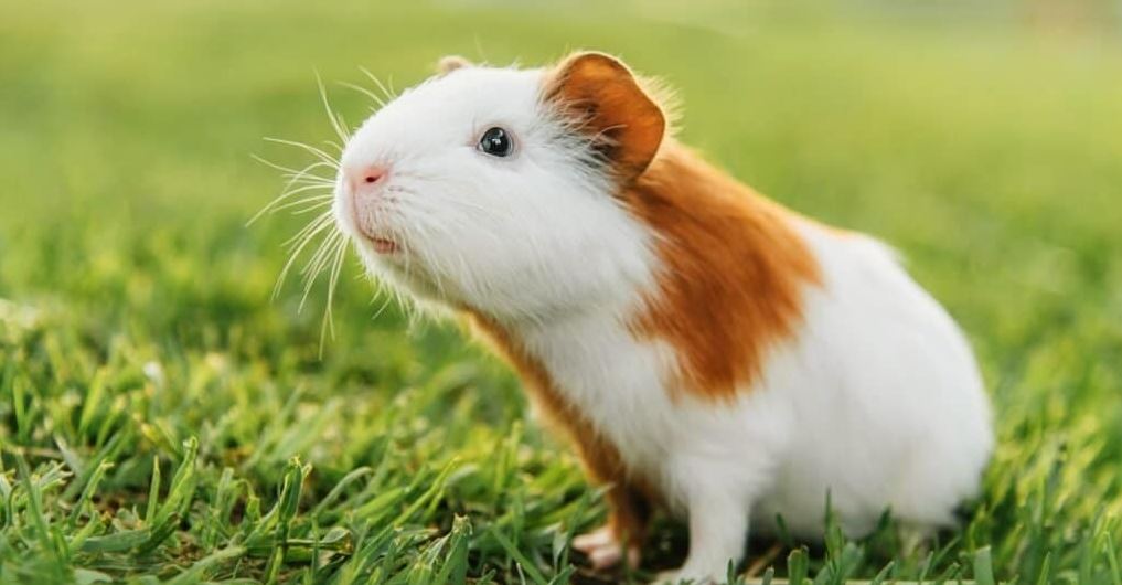 Are guinea pigs rodents or not