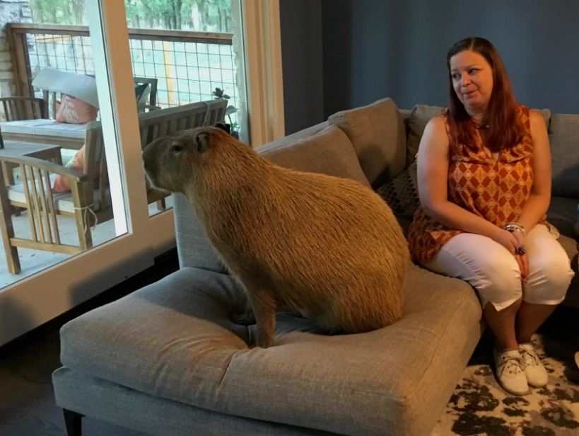 Can You Own a Capybara As A Pet In Michigan